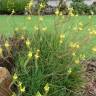 Fotografia 11 da espécie Bulbine frutescens do Jardim Botânico UTAD