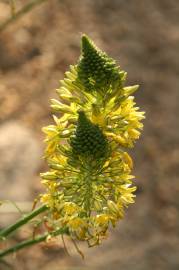 Fotografia da espécie Bulbine frutescens