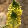 Fotografia 12 da espécie Bulbine frutescens do Jardim Botânico UTAD