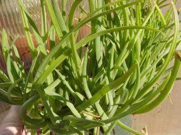 Fotografia da espécie Bulbine frutescens