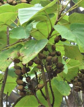 Fotografia 2 da espécie Paulownia tomentosa no Jardim Botânico UTAD