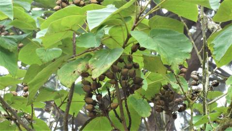 Fotografia da espécie Paulownia tomentosa