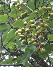 Fotografia da espécie Paulownia tomentosa