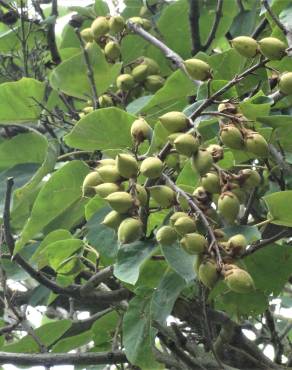 Fotografia 1 da espécie Paulownia tomentosa no Jardim Botânico UTAD