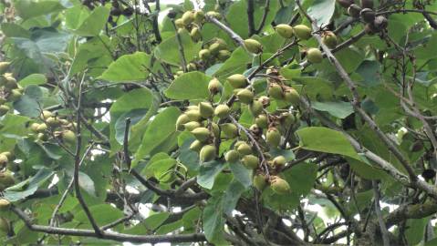 Fotografia da espécie Paulownia tomentosa