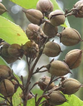 Fotografia 3 da espécie Paulownia tomentosa no Jardim Botânico UTAD