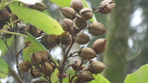 Fotografia da espécie Paulownia tomentosa