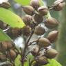 Fotografia 3 da espécie Paulownia tomentosa do Jardim Botânico UTAD