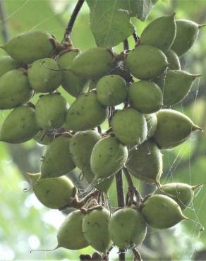 Fotografia 4 da espécie Paulownia tomentosa no Jardim Botânico UTAD