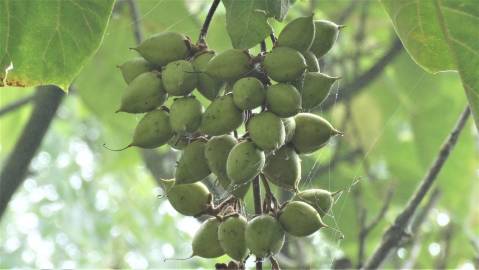 Fotografia da espécie Paulownia tomentosa