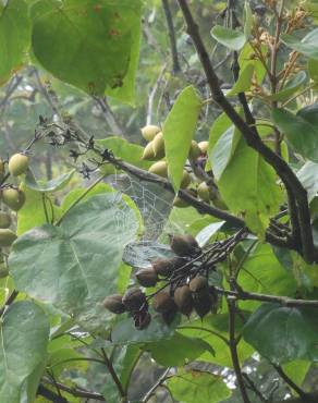 Fotografia 5 da espécie Paulownia tomentosa no Jardim Botânico UTAD