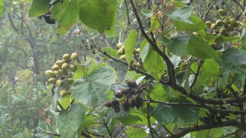 Fotografia da espécie Paulownia tomentosa