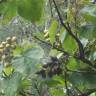Fotografia 5 da espécie Paulownia tomentosa do Jardim Botânico UTAD