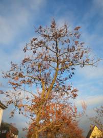 Fotografia da espécie Paulownia tomentosa