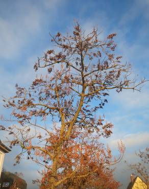 Fotografia 6 da espécie Paulownia tomentosa no Jardim Botânico UTAD