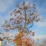 Fotografia 6 da espécie Paulownia tomentosa do Jardim Botânico UTAD