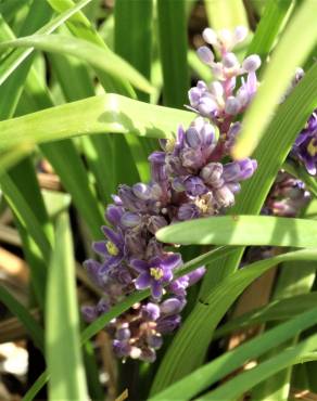 Fotografia 12 da espécie Liriope muscari no Jardim Botânico UTAD