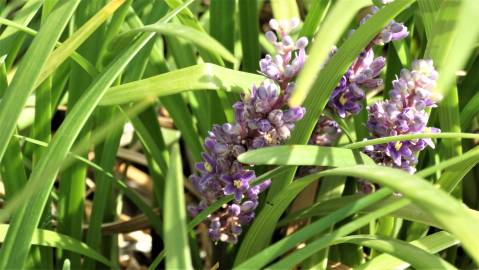 Fotografia da espécie Liriope muscari