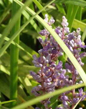 Fotografia 14 da espécie Liriope muscari no Jardim Botânico UTAD