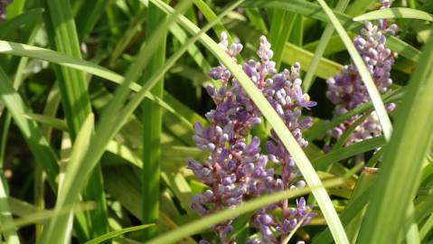 Fotografia da espécie Liriope muscari