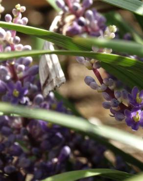 Fotografia 15 da espécie Liriope muscari no Jardim Botânico UTAD