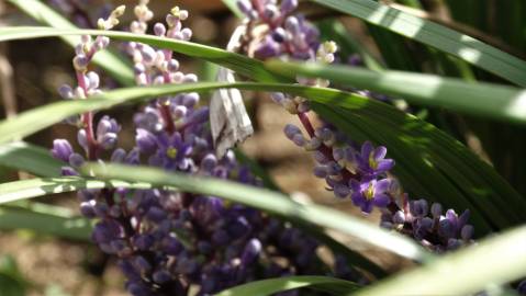 Fotografia da espécie Liriope muscari