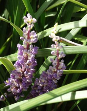 Fotografia 1 da espécie Liriope muscari no Jardim Botânico UTAD