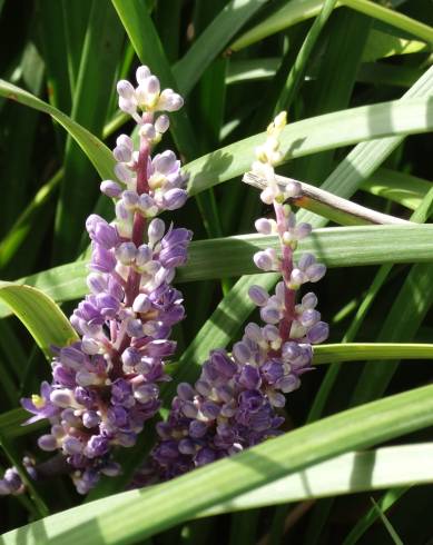 Fotografia de capa Liriope muscari - do Jardim Botânico