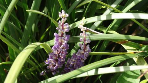 Fotografia da espécie Liriope muscari