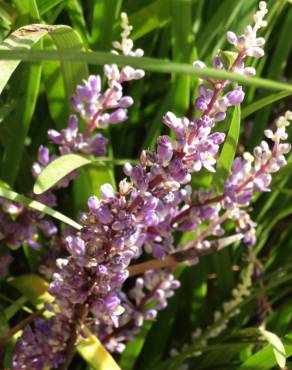 Fotografia 17 da espécie Liriope muscari no Jardim Botânico UTAD