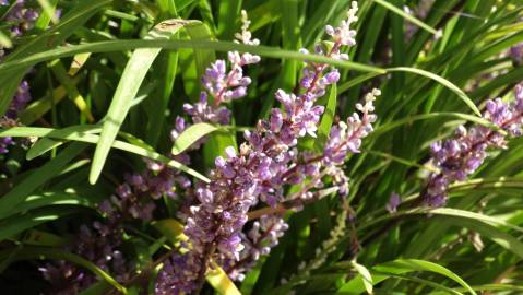 Fotografia da espécie Liriope muscari