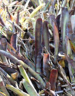 Fotografia 1 da espécie Billbergia vittata no Jardim Botânico UTAD