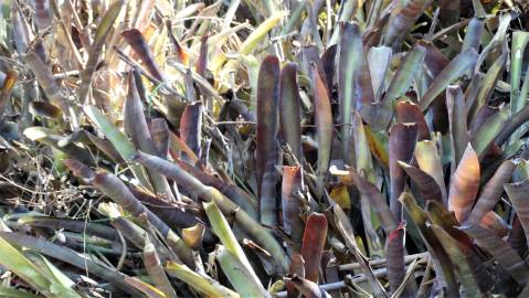 Fotografia da espécie Billbergia vittata