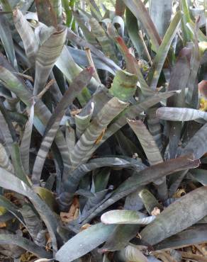 Fotografia 3 da espécie Billbergia vittata no Jardim Botânico UTAD