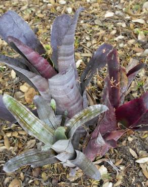 Fotografia 4 da espécie Billbergia vittata no Jardim Botânico UTAD