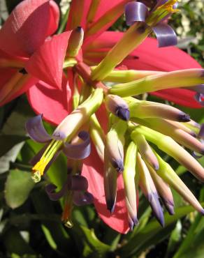 Fotografia 5 da espécie Billbergia vittata no Jardim Botânico UTAD