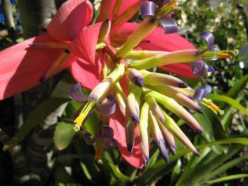 Fotografia da espécie Billbergia vittata