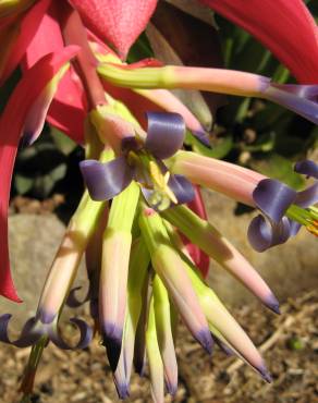 Fotografia 6 da espécie Billbergia vittata no Jardim Botânico UTAD