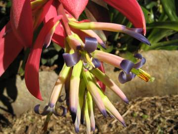 Fotografia da espécie Billbergia vittata