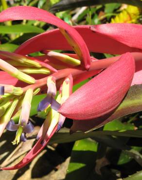 Fotografia 7 da espécie Billbergia vittata no Jardim Botânico UTAD