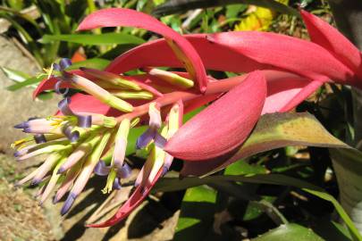 Fotografia da espécie Billbergia vittata