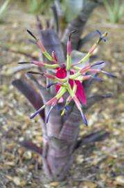 Fotografia da espécie Billbergia vittata