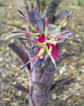 Fotografia 8 da espécie Billbergia vittata no Jardim Botânico UTAD