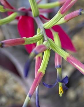 Fotografia 9 da espécie Billbergia vittata no Jardim Botânico UTAD