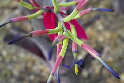 Fotografia da espécie Billbergia vittata