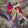 Fotografia 9 da espécie Billbergia vittata do Jardim Botânico UTAD