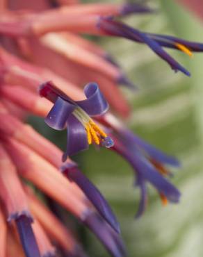 Fotografia 10 da espécie Billbergia vittata no Jardim Botânico UTAD