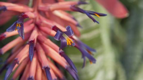 Fotografia da espécie Billbergia vittata