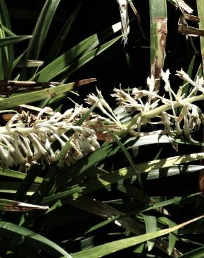 Fotografia 4 da espécie Ophiopogon jaburan no Jardim Botânico UTAD