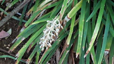 Fotografia da espécie Ophiopogon jaburan